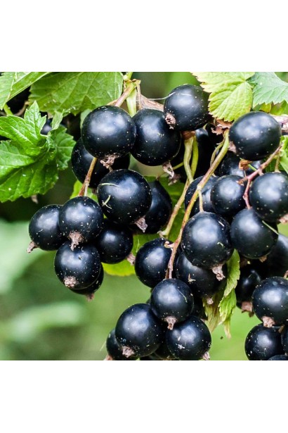 Ribes rubrum Vernissage